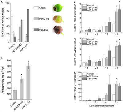 Abscisic Acid Regulates Anthocyanin Biosynthesis and Gene Expression Associated With Cell Wall Modification in Ripening Bilberry (Vaccinium myrtillus L.) Fruits